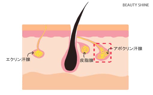 アポクリン汗腺とエクリン汗腺