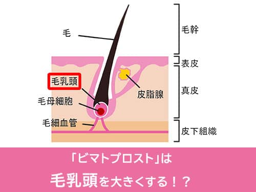 ビマトプロストまつ毛育毛効果02